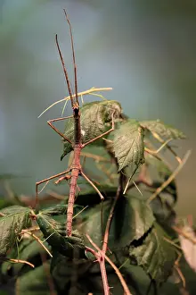 Annam stick insect (Medauroidea extradentata)