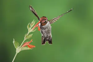 Anna's Hummingbird (Calypte anna)
