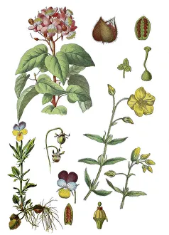 Annatto bush, Orlean bush, Rukus bush