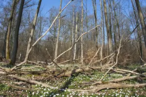 Annemones in the forest