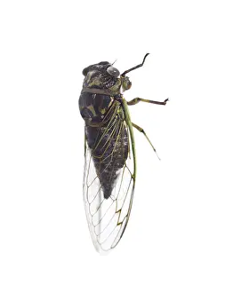 Annual Cicada, Tibicen canicularis isolated on white background