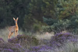 An annual doe (Capreolus capreolus)