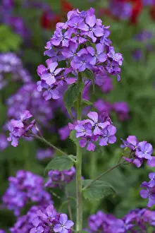 Annual Honesty (Lunaria annua), Bavaria, Germany