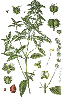 Annual Mercury (Mercurialis annua)