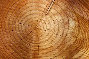 Many annual rings on a tree trunk