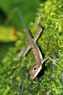 Anolis, Anole Lizard, Tropical Rainforest