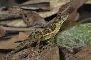 Anolis (Norops charlesmyersi)