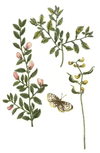 Anonis purpurea, Anonis non-spinosa