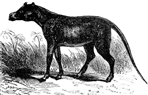 Anoplotherium commune, after Georges Cuvier, extinct mammal, palaeontology, biology, evolution, historical illustration 1880