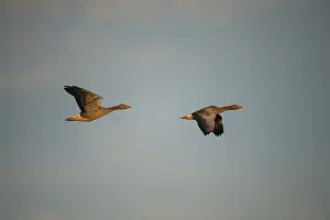 Anser Anser, Greylag or Graylag Goose