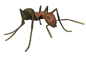 Ant