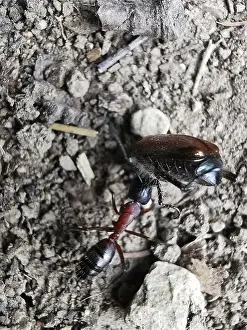 An ant (ant) drags a cockchafer (melolontha) away