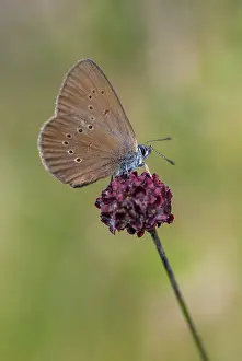 Ant blue, dark meadowbutton ant blue