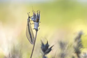 Ant damselfly (Myrmecaelurus trigrammus)