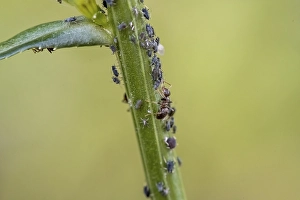 Ant ( Formicidae) milks Aphids ( Aphidoidea) on plant