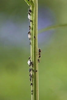 Ant ( Formicidae) milks Aphids ( Aphidoidea) on plant