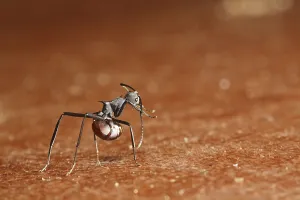 Ant (Formicidae), with a spine on its back