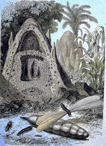 An ant hill, construction of the South African ants