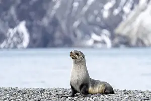 Antarctic Fur Seal (Arctocephalus gazella)