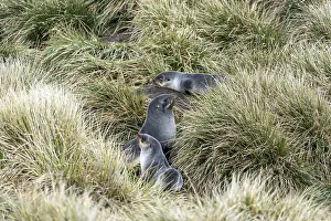 Antarctic Fur Seal (Arctocephalus gazella)