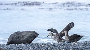 Antarctic Fur Seal (Arctocephalus gazella) meets two Giant Petrels (Macronectes giganteus) on a shingle beach