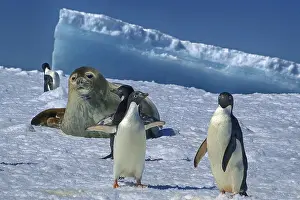 Antarctica, Cierva Cove, leopard seal