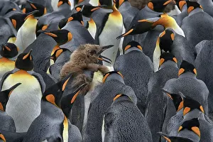 Antarctica, South Georgia, snow