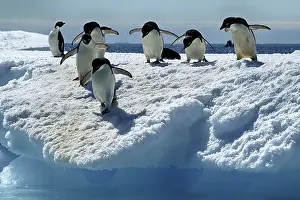 Antarctica, Wedell Sea, animals