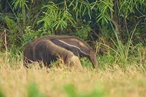 An anteater roams the dense vegetation and tall grass of the wilderness