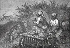 Antelope hunt with a cheetah, South Africa