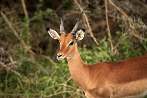 Antelope Impala (Aepyceros melampus)