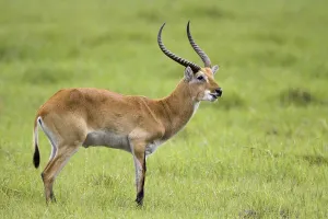Antelope, (Kobus leche), animals