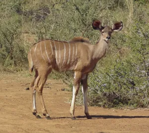 A Antelope seen in South Africa