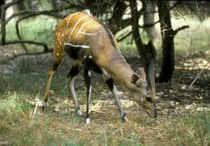 Antelope, Western Bushbuck (Tragelaphus s)