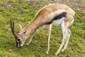 Antelopes