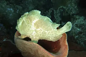 Antennarius commerson, Commerson's frogfish