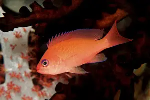 Anthia (Anthias sp.), Maldives Island