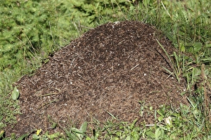 Anthill in Seidlwinkltal, Raurisertal