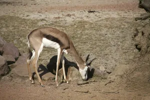 Antidorcas marsupialis