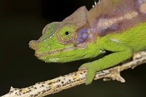 Antimena chameleon (Furcifer antimena)