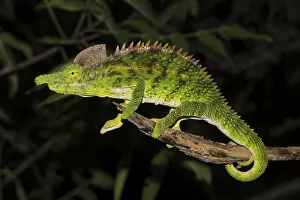Antimena chameleon (Furcifer antimena)