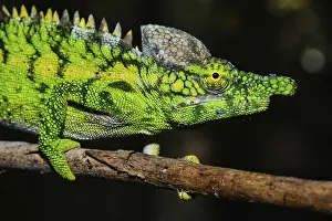 Antimena chameleon (Furcifer antimena)