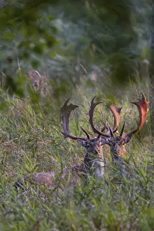 Framed Print : The antlers of the fallow deer (Dama dama) glow in the light of the rising sun Framed Print : The antlers of the fallow deer (Dama dama) glow in the light of the rising sun