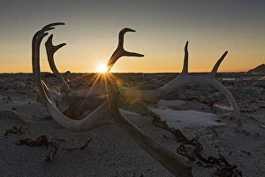 Category Scandinavia Prints: Antlers of a reindeer in backlight