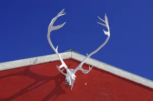 Antlers of a reindeer on a red house