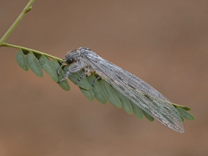 Antlion (Heoclisis fundata) adult