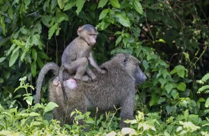 Anubis baboon or green baboon (Papio anubis)