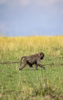 Anubis baboon or green baboon (Papio anubis) foraging in the grass