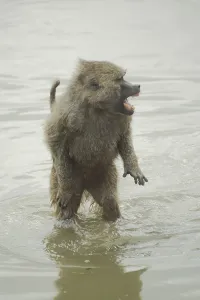 Anubis baboon (Papio anubis), standing