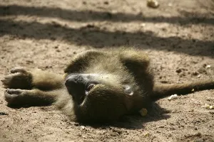 Anubis baboon, young animal